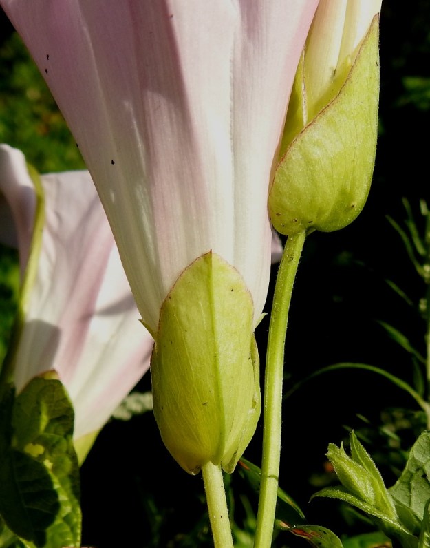 Convolvulus dahuricus - punakarhunköynnöksen esilehdet ovat lähinnä herttamaiset, suippo-, tylppä- tai pyöreähköpäiset ja kärkinipukalliset sekä köliselkäiset. Ne ovat tyveltään lomittaiset, tavallisesti noin 20-30 mm pitkät ja leveimmältä kohtaa noin 13-18 mm leveät. EK, Kotka, Halla, saaren iso puuvarastoalue, ison keskuskentän laitametsikön reuna, 23.7.2018. Copyright Hannu Kämäräinen.