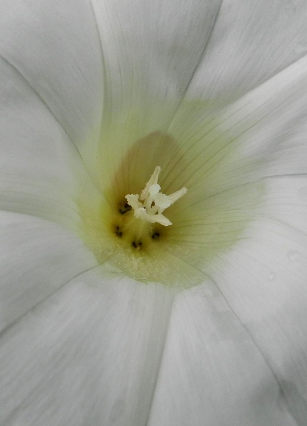 Convolvulus sepium - valkokarhunköynnöksen kukassa on viisi hedettä. Ne ovat samanmittaiset ja noin 17-23 mm pitkät. Palhot ovat alaosastaan levenevät. Ponnet ovat kapeat ja noin 4-6 mm pitkät. EH, Hämeenlinna, Keinusaari, Varikonniemen pohjoistyvi, Vanajaveden ranta radanvarressa, 25.6.2011. Copyright Hannu Kämäräinen.