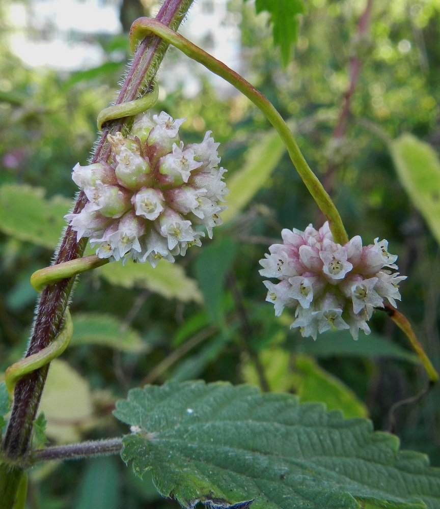 Cuscuta europaea subsp. europaea - humalanvieraan verhiö ja teriö ovat säteittäiset ja yleisimmin nelilukuiset sekä harvemmin viisilukuiset, mutta molempia lukumääriä voi löytää samastakin kukintosykeröstä (nähtävissä erityisesti kuvassa oikealla olevassa sykerössä). Teriö on lähinnä ruukkumainen, yhdiskasvuinen ja valkoinen tai vaaleanpunainen. Se on noin 3-4 mm pitkä ja avoinna läpimitaltaan noin 3-4 mm. Liuskat ovat siirottavat tai yläviistot, kolmiomaiset tai puikeat ja yleensä tylppäpäiset. Ne ovat noin 1-1,5 mm pitkät ja tyveltään suunnilleen pituutensa levyiset. EH, Hämeenlinna, keskusta, Karnaalinpuisto, Linnaniemenkadulta Saaristenkadulle vievän Saaristenpolun varsi, 15.8.2012. Copyright Hannu Kämäräinen. Copyright Hannu Kämäräinen.