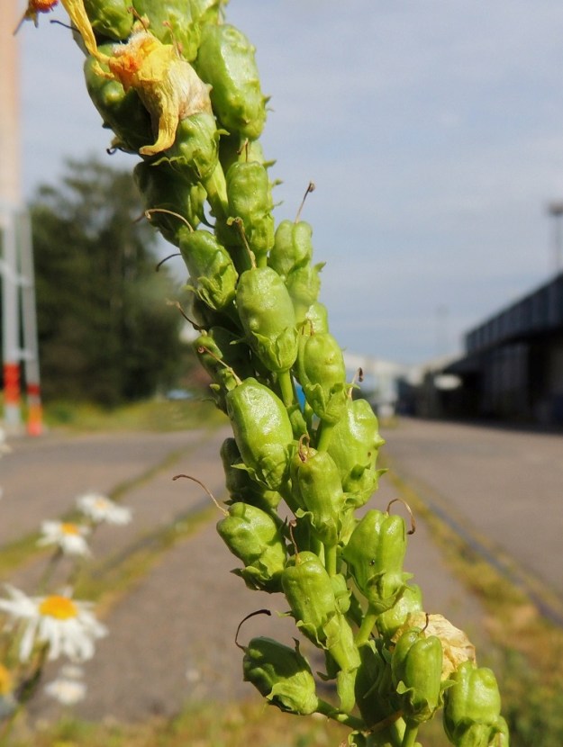 Linaria vulgaris - keltakannusruohon kota on munamainen tai pitkänpyöreä, lovipäinen ja kalju. Se on kypsänä kellanvaalea tai -ruskea ja yleensä noin 5-11 mm pitkä sekä noin 5-7 mm leveä. Emin vartalo luotteineen säilyy kuivuneena pitkään kodan kärjessä. V, Naantali, sataman viljavarastoalue, Satamatien varren käytöstä pois jäänyt ratapohja lähellä viljan siltakuljetinta, 12.7.2014. Copyright Hannu Kämäräinen.