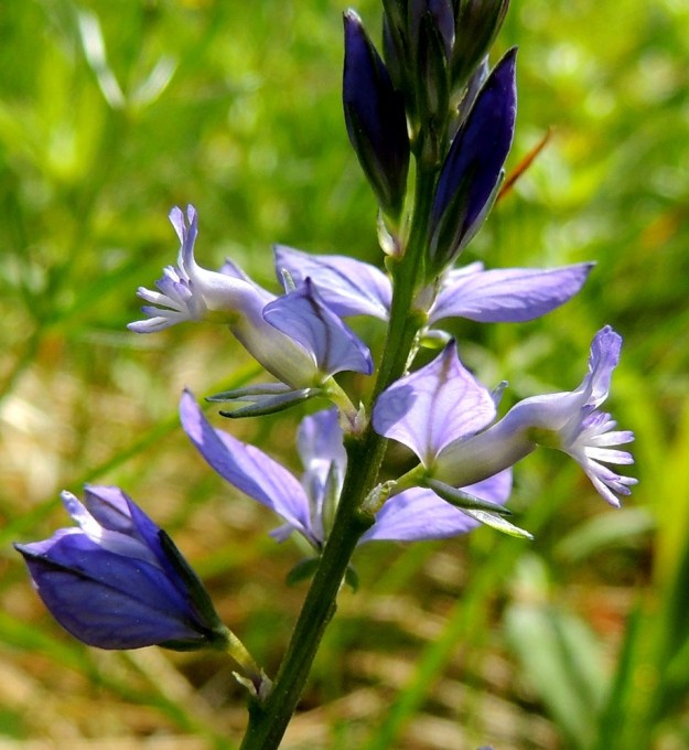 Polygala vulgaris - isolinnunruohon teriö on suunnilleen samanpituinen kuin koko kukkakin eli noin 6-8 mm pitkä. Terälehtiä on kolme. Ne ovat tyviosastaan putkimaisesti yhdiskasvuisia. Kaksi ylempää ovat yläviistot ja pyöreäkärkiset. Alin on kouruisen venhomainen ja se on kärjestään viuhkaliuskainen. Viuhkan pituus on noin 2-2,5 mm. Viuhkaliuskojen alapuolella on terälehden ripsireunainen kärki, jonka sisäpuolella piiloon jääden on kahdeksan hedettä ja emi, joka on yksivartaloinen ja luotiltaan kaksiliuskainen. Yleensä vain kimalaisten ja mehiläisten voimat ja paino riittävät avaamaan terälehden kärkiliuskan ja imukärsän pääsyn putkimaisen teriön pohjalla olevan meden luo. A, Lemland, Järsö, eteläosa, Söderfjärdenin pitkän, kiemuraisen merenlahden länsipuoli, Hästskärsvägenin länsipuolinen avokallioalue, 13.6.2014. Copyright Hannu Kämäräinen.