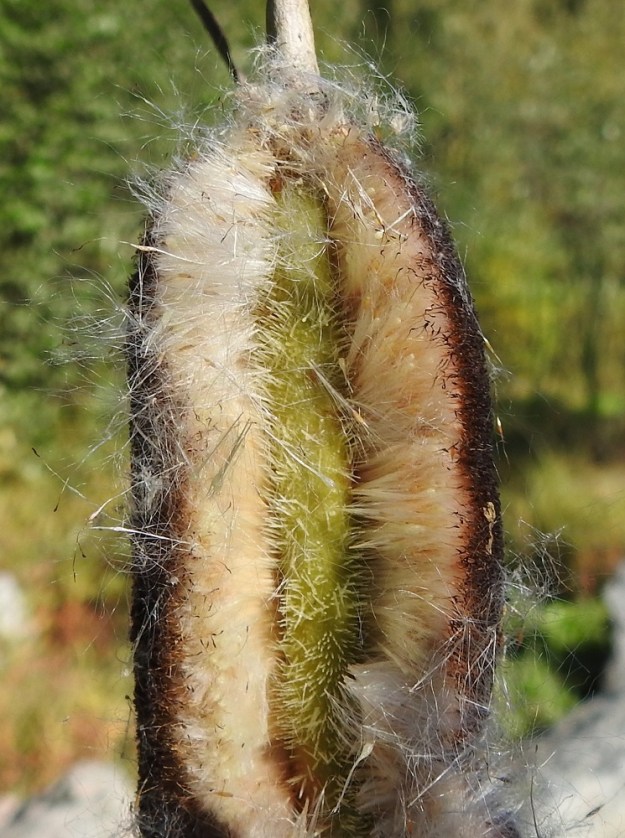 Typha latifolia - leveäosmankäämin emikukinnon avaaminen paljastaa ytimessä olevan kukintorangan, johon emikukat ovat kiinnittyneet. Kukkien kehä on muuntunut noin 5 mm pitkiksi, valkoisiksi karvoiksi. Sikiäimet ovat rihmamaisen perän kärjessä ja näkyvät kuvassa pieninä, valkoisina pallukoina. EH, Hämeenlinna, Loimalahti, Sampo, Sammonoja, ojanvarren lammikko itäisemmän, ojan ylittävän kävelysillan itäpuolella, 18.9.2023. Copyright Hannu Kämäräinen.