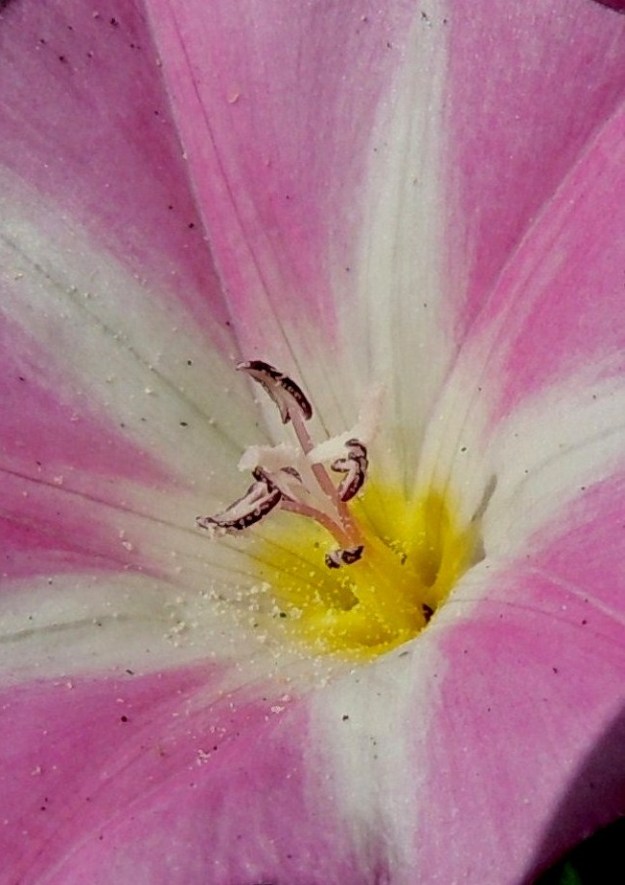 Convolvulus arvensis - peltokierron hieman erimittaisia heteitä on viisi. Ne ovat noin 9-12 mm pitkät. Palhot ovat alaosastaan levenevät. Ponnet ovat kapeat ja noin 3 mm pitkät. Emi on yksivartaloinen ja lopulta noin 10-13 mm pitkä. Luotti on kaksihaarainen. Luotinhaarat ovat lähinnä jouhimaiset ja noin 3-4 mm pitkät. Hetiön ja emiön tyviosakin on muun nielun tavoin keltainen. Teriön säteittäiset raidat ja pohjan keltainen väri ohjaavat pölyttäjiä sikiäimen tyvellä olevan, kaulusmaisen mesiäisen luokse. 12.7.2014. Copyright Hannu Kämäräinen.