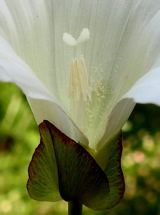 Convolvulus sepium - valkokarhunköynnöksen emi on yksivartaloinen ja lopulta noin 17-25 mm pitkä. Luotti on valkoinen ja kaksihaarainen. Luotinhaarat ovat lähinnä pitkänomaiset, turpeat ja noin 2 mm pitkät. EH, Kouvola, Kuusankoski, Ahlmanintien varressa, Lamminmäentien risteyksen kohdalla, metsän laidassa olevan pienen sorakentän laide, 19.7.2022. Copyright Hannu Kämäräinen.