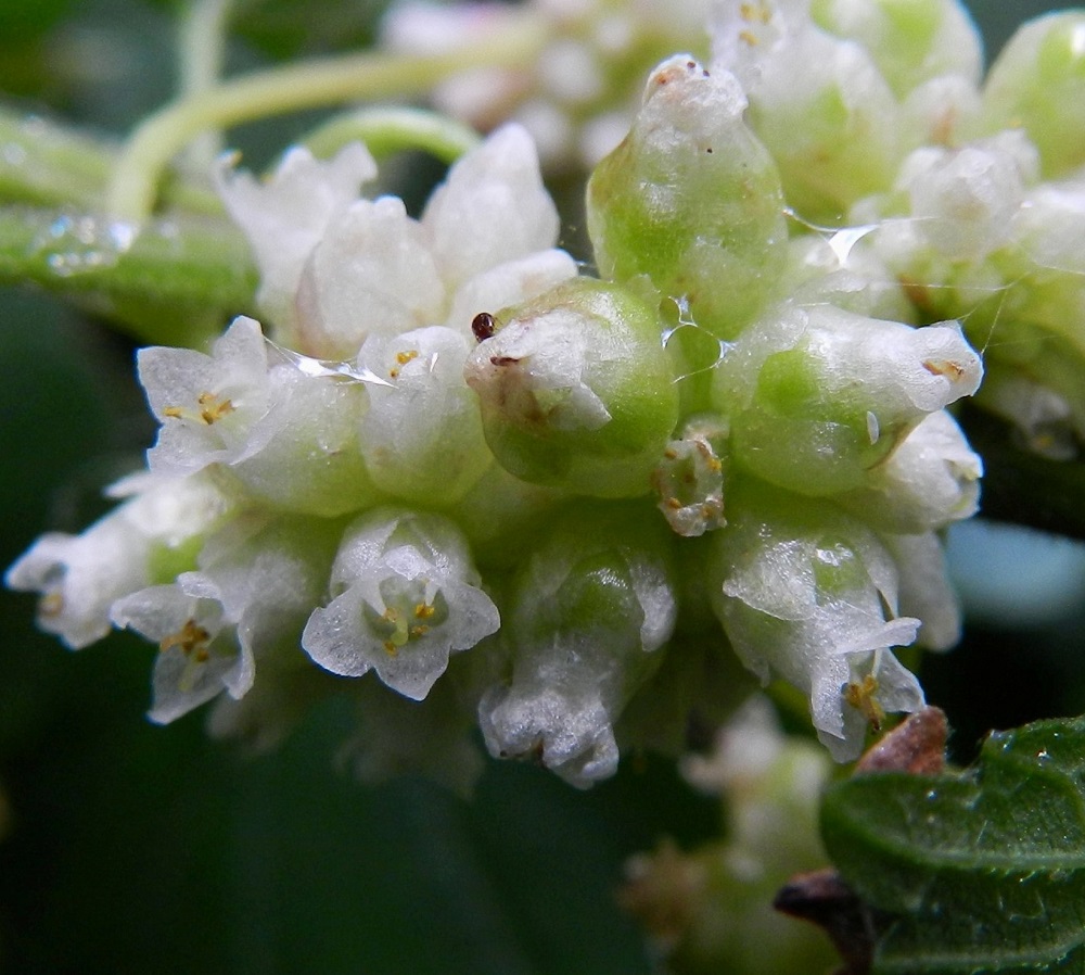 Cuscuta europaea subsp. europaea - humalanvieraan teriönliuskojen väliin kiinnittyneitä heteitä on liuskojen luvun mukaisesti neljä tai viisi. Ne ovat noin 0,7-1 mm pitkät. Palhot ovat alaosastaan levenevät. Ponnet ovat nuppimaiset. Sikiäin on kehänpäällinen. Sen kärjessä oleva emi on kaksivartaloinen ja noin 1 mm pitkä. Luotti on rihmamainen ja noin vartalon paksuinen. EH, Hämeenlinna, Keinusaari, Varikonniemen etelätyvi, Vanajaveden rannan ulkoilureitin laide, 14.8.2011. Copyright Hannu Kämäräinen.