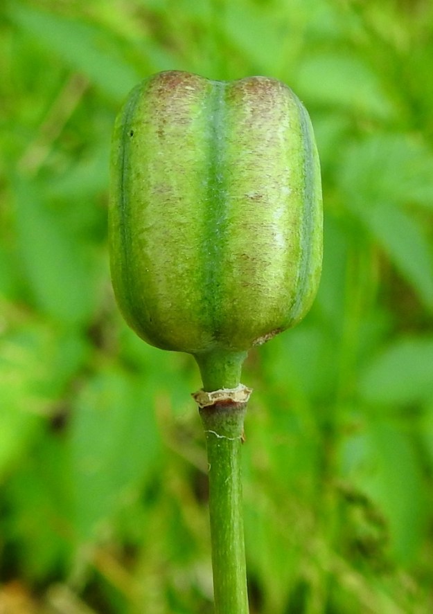 Fritillaria meleagris - kirjopikarililjan hedelmä on sikiäimestä paisuva ja pystyyn kääntyvä kota, joka on pitkänpyöreähkö mutta tasalakinen ja hyvin tylpästi kuusikulmainen. Se on vihreä tai kellanvihreä ja tavallisesti noin 12-15 mm pitkä ja noin 9-12 mm leveä sekä avautuu pitkittäissaumoistaan. 22.6.2023. Copyright Hannu Kämäräinen.