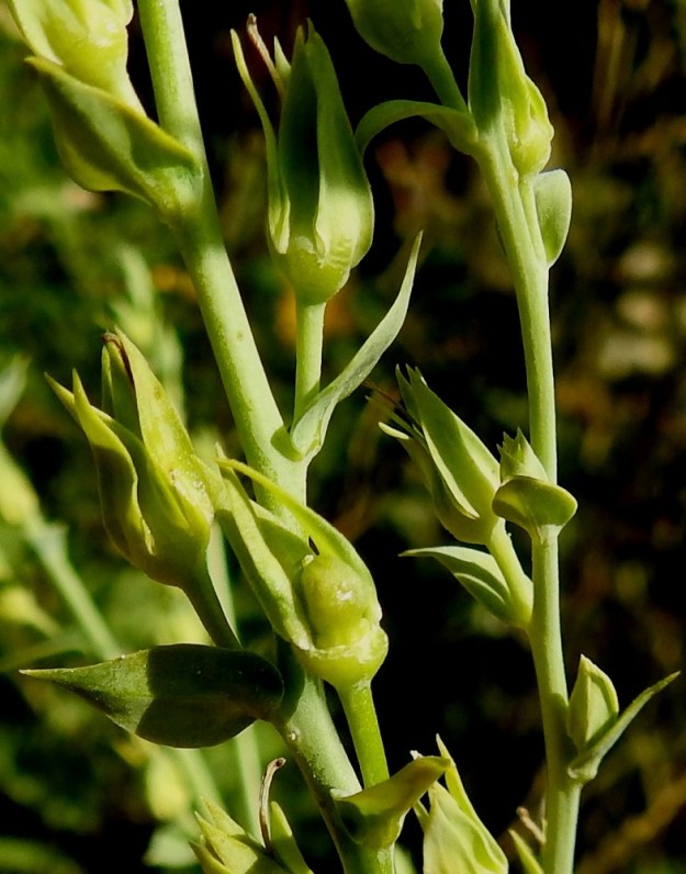 Linaria genistifolia subsp. dalmatica - isohärmäkannusruohon kuvasarjan kasvupaikalla kasvoi vain yksi hyvin monivartinen yksilö. Koska itsepölytys ei näyttänyt onnistuvan, hedelmäkodat jäivät kehittymättä. Kuten kuvasta on nähtävissä, sikiäin on vain jonkin verran kasvattanut kokoaan. Kuivuneet, noin 7-10 mm pitkät emin vartalot luotteineen ovat jääneet sikiäimiensä kärkiin. Kehittyessään kota on lähes pallomainen tai pitkänpyöreä ja yleensä noin 5-7 mm pitkä sekä noin 5 mm leveä. 19.7.2018. Copyright Hannu Kämäräinen.