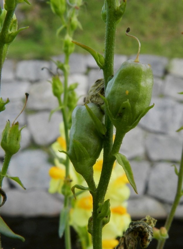 Linaria vulgaris - keltakannusruohon kukinnon muita yksityiskohtia on helpompi tarkastella hedelmävaiheessa, kun kookkaat ja tiheässä olevat teriöt eivät peitä niitä. Kukkaperä on noin 2-8 mm pitkä. Sen tyvellä on tukilehti, joka on muuten varsilehtien kaltainen mutta vain noin 5-10 mm pitkä ja noin 0,5-1 mm leveä. Verhiö on yleensä noin 3-6 mm pitkä ja viisiliuskainen. Liuskat ovat lähinnä puikeat, noin 2,5-5 mm pitkät ja noin 1-2 mm leveät. Kukintoranka ja usein varren yläosa, kukkaperä ja verhiökin ovat nystykarvaiset. EH, Hämeenlinna, keskusta, Hämeen linnan pohjoispuoli, vallihaudan reuna, 24.8.2012. Copyright Hannu Kämäräinen.