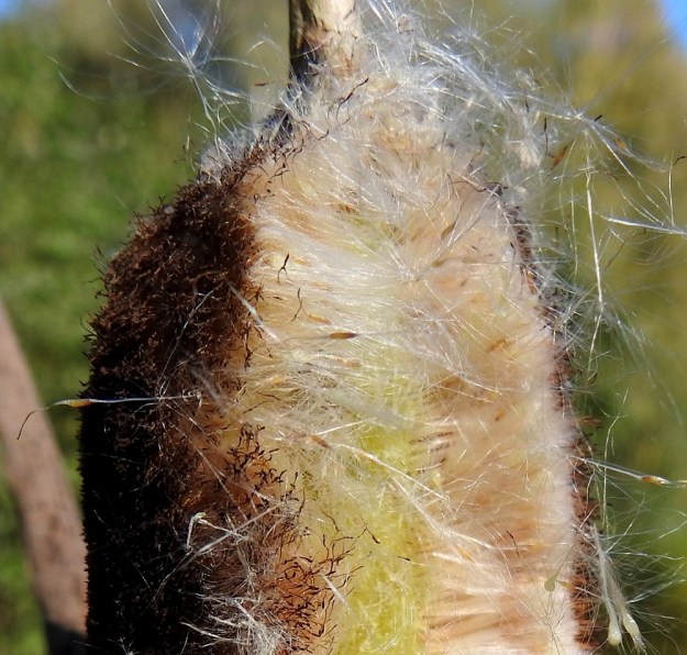 Typha latifolia - leveäosmankäämin emikukinnon sikiäimistä kehittyvät pähkylät ovat ruskehtavat, sukkulamaiset ja noin 1 mm pitkät. Pähkylässä rihmamaisen perän kautta yhä kiinni olevat kehäkarvat helpottavat huomattavasti niiden kulkeutumista tuulen mukana pitkiäkin matkoja uusille, mahdollisille kasvupaikoille. EH, Hämeenlinna, Loimalahti, Sampo, Sammonoja, ojanvarren lammikko itäisemmän, ojan ylittävän kävelysillan itäpuolella, 18.9.2023. Copyright Hannu Kämäräinen.