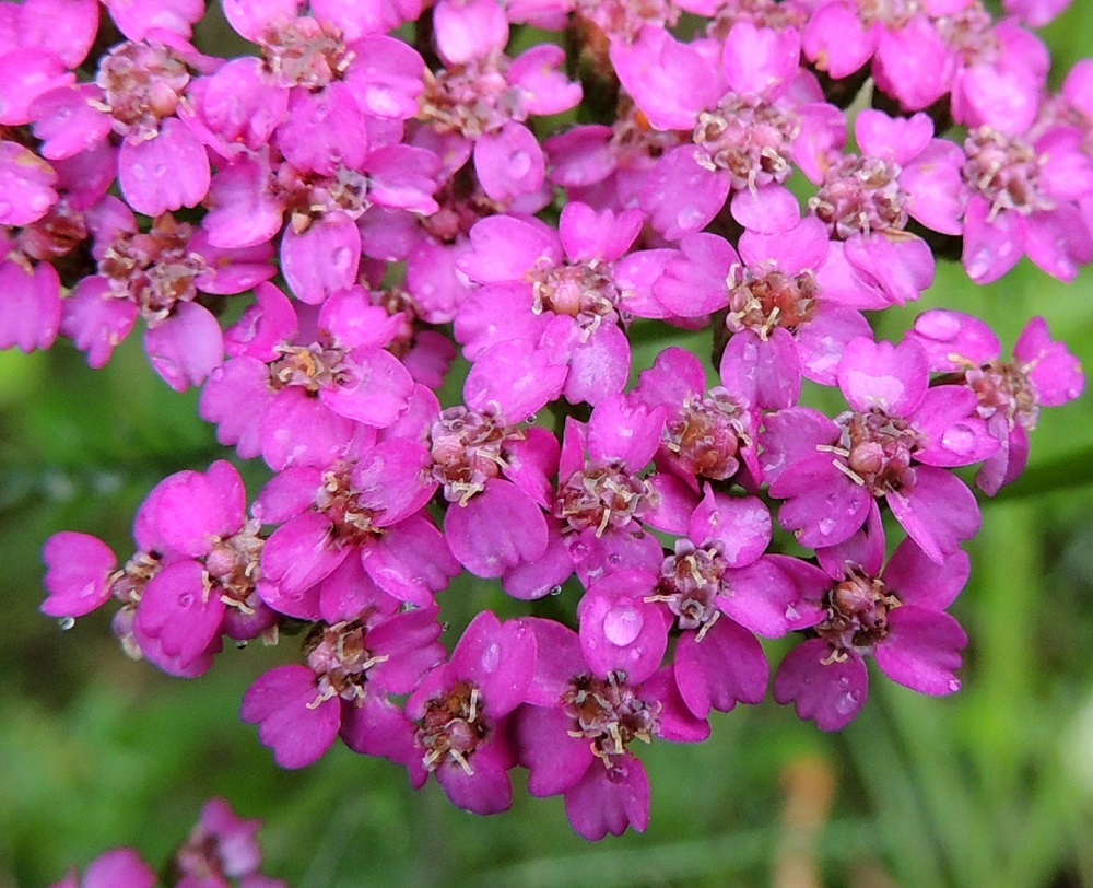 Achillea millefolium subsp. millefolium - etelänsiankärsämön emi on yksivartaloinen ja luotiltaan kaksiliuskainen. Emit näkyvät selvästi laidan kielikukkien tyvellä. EH, Hämeenlinna, Pullerinmäki, Mäkelän teollisuusalue, Takumäentien laide Tölkkimäentien risteyksen itäpuolella, 29.6.2013. Copyright Hannu Kämäräinen.