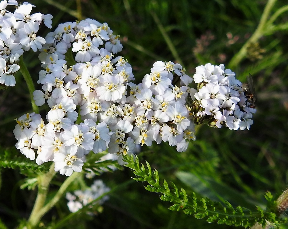 Achillea millefolium subsp. sudetica - pohjansiankärsämön kehräkukissa on viisi hedettä. Niiden keltaiset, tasasoukat ponnet ovat lieriömäisen yhdiskasvuisesti emin vartalon ympärillä. Emi on yksivartaloinen ja luotiltaan kaksiliuskainen. Heteet ja vartalo luotteineen nousevat teriönliuskojen yläpuolelle. Kukat tuoksuvat hieman tympeälle ja ne houkuttelevat hajullaan erityisesti kärpäsiä, jotka ovat kovakuoriaisten ohella tärkeimpiä pölyttäjiä. 10.7.2018. Copyright Hannu Kämäräinen.