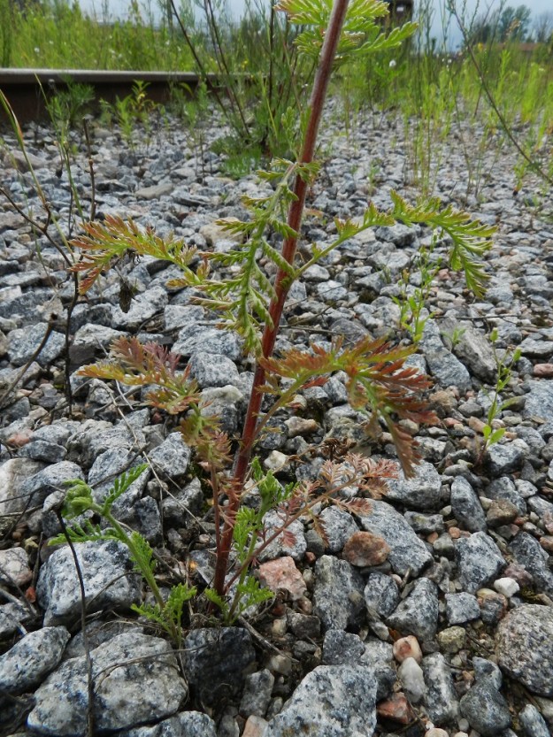 Achillea nobilis - jalokärsämön lehdet ovat varren tyviosassa ruodilliset ja ylempänä ruodittomat. Ruoti on tavallisesti noin 1-4 cm pitkä. 19.7.2011. Copyright Hannu Kämäräinen.