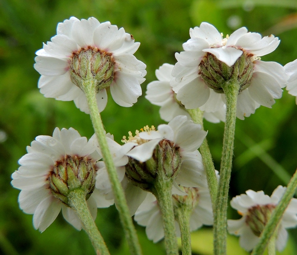Achillea ptarmica - ojakärsämön laitakukkien kärkiosa on tyveltään usein punertava. Mykerön alimman kerroksen muodostavat pienet, kapeat ylälehdet eli kehtosuomut, jotka ovat useimmiten kolmena tai neljänä tiiviinä, lomittaisena rivinä. Suomut ovat hieman eripituiset, lähinnä kapeanpuikeat ja vihreät mutta ruskean kalvoreunaiset. Ne ovat yleensä tiheän vaaleakarvaiset ja tavallisesti noin 3-4 mm pitkät ja leveimmältä kohtaa noin 1-1,2 mm leveät. Myös mykeröperät ovat tiheäkarvaiset. EH, Hämeenlinna, Vuorentaka, laaja peltoaukea Hämeen Härkätien varressa, lähellä Perä-Tertin tien risteystä, 29.6.2013. Copyright Hannu Kämäräinen.