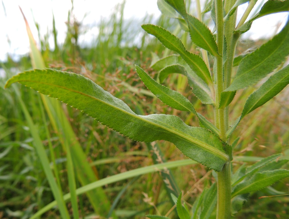 Achillea salicifolia - isokärsämön lehdet ovat ruodittomat ja tyvestään leveästi kiinnittyneet. Lapa on suippo- ja teräväkärkinen sekä tavallisesti noin 4-12 cm pitkä ja leveimmältä kohtaa noin 0,5-1,2 cm leveä. Latvaosan sivuhaaroissa lehdet ovat yleensä em. mittoja pienemmät. 30.7.2015. Copyright Hannu Kämäräinen.