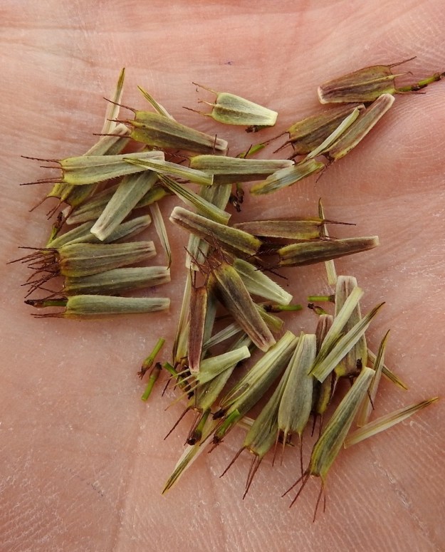 Bidens tripartita - tummarusokin pohjuspähkylä on litteähkö tai nelisärmäinen ja pitkulainen mutta alaspäin kapeneva. Se on harmaanvihreän ruskea ja himmeä sekä alaspäisesti sukasreunainen. Kärjen laidoilla on kaksi noin 3-5 mm pitkää, väkäsekästä otaa. Usein niiden välissä on, kuten kuvassa, yksi tai kaksi lyhyempää lisäotaa. Itse pähkylä ilman otia on tavallisesti noin 6-8 mm pitkä ja leveimmältä kohtaa noin 2,5-3 mm leveä. EH, Hämeenlinna, Majalahti, Louhoksentien varrella oleva maanläjitysalue, laelle vierekkäin ajetut maa-aumat, 4.10.2021. Copyright Hannu Kämäräinen.