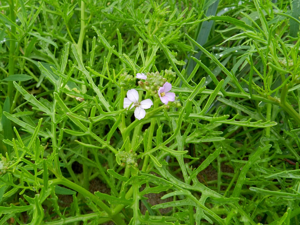 Cakile maritima subsp. baltica - liuskamerisinapin lehtilavan kärkilehdykkä ja sivulehdykät ovat enimmäkseen lähes tasasoukat ja usein vaihtelevasti lyhytliuskaiset tai hampaiset. Ne ovat tavallisesti noin 5-20 mm pitkät ja noin 1-3 mm leveät. Alimmissa lehdissä sivulehdykät voivat toisinaan olla vähän leveämmätkin, kuten edellinen kuva osoittaa. U, Hanko, Täktom, Långören, niemeen johtava kapea hiekkakannas, Anklarensbukten-merenlahden ranta, 19.6.2012. Copyright Hannu Kämäräinen.