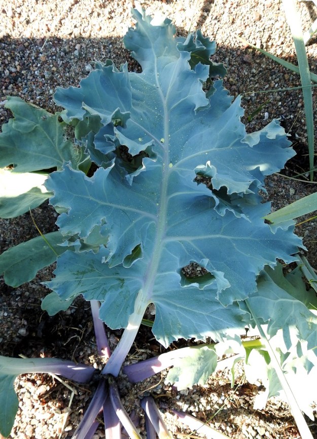 Crambe maritima - euroopanmerikaalin ruusukelehtien ja alempien lehtien lapa on kookas, tavallisesti soikea tai leveänsoikea ja sinivihreä sekä möyheä ja vaihtelevasti parilehdykkäinen, liuskainen tai lähes ehyt. Se on poimuinen, epätasaisesti isohampainen ja tavallisesti noin 20-30 cm pitkä sekä leveimmältä kohtaa noin 10-20 cm leveä. 11.6.2021. Copyright Hannu Kämäräinen.