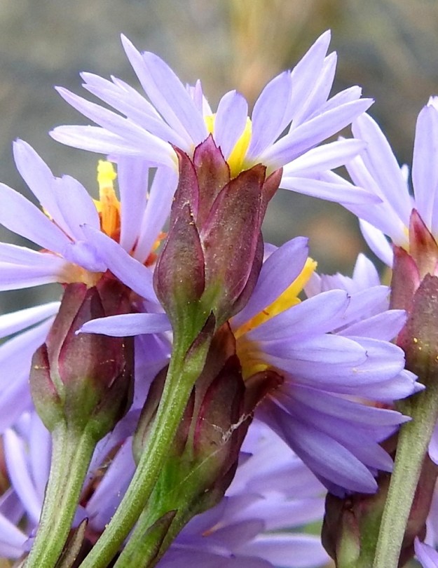 Galatella tripolium - meriasterin mykerön kehtosuomut ovat tavallisesti noin 4-7 mm pitkät ja leveimmältä kohtaa noin 1,5-3 mm leveät. Sisemmät suomut ovat ulompia pitemmät. Kehtosuomujen lisäksi perän kärkiosassa ja mykerön tyvellä on yksittäisiä esilehtiä tai mykerön ulkosuomuja, jotka ovat kapeanpuikeita ja kehtosuomuja pienempiä. A, Vårdö, Sandöstä kohti Simskälaa vievän pengertien päätepiste, Vattungs revet, kallioisen saaren itäranta, 13.7.2017. Copyright Hannu Kämäräinen.