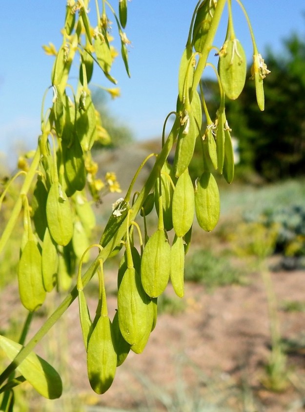 Isatis tinctoria - värimorsingon hedelmäperä on riippuva, ohut ja yleensä noin 7-12 mm pitkä. Hedelmä on soikea, kellanvihreä ja kypsänä tummanruskea sekä kiiltävä litu, joka on tavallisesti noin 12-18 mm pitkä ja noin 6-7 mm leveä. Litu on litteä, yksisiemeninen, siipipalteinen ja avautumaton sekä lähes tai aivan kärkiodaton. U, Hanko, niemen eteläpuolen merenranta, Kolavikenin itälaidassa olevien Stora Tallholmenin ja Lilla Tallholmenin niemien välisen lahdekkeen hiekkaranta-alue, 11.6.2021. Copyright Hannu Kämäräinen.