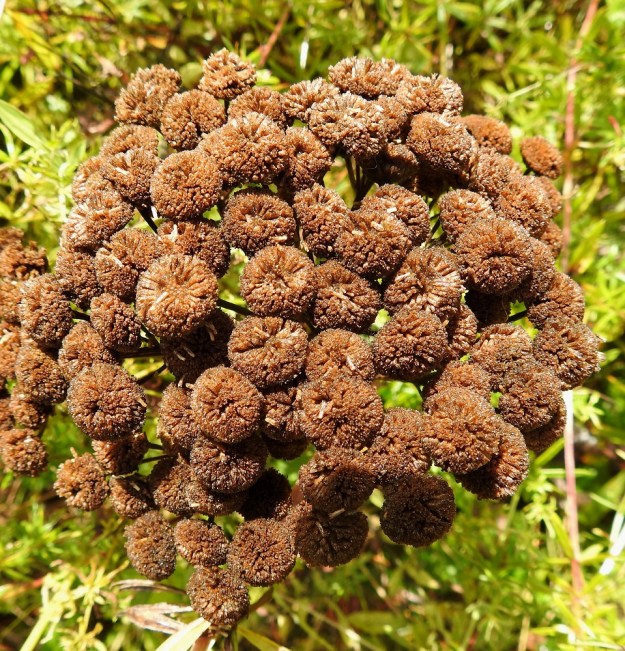 Tanacetum vulgare - (rohto)pietaryrtin mykeröstö muuttuu kuivuttuaan kauttaaltaan ruskeaksi. EH, Hämeenlinna, Loimalahti, Sampo, Metsäkukantien eteläpäästä kohti Loimalahtea lähtevän peltotieuran laide, 29.8.2022. Copyright Hannu Kämäräinen.