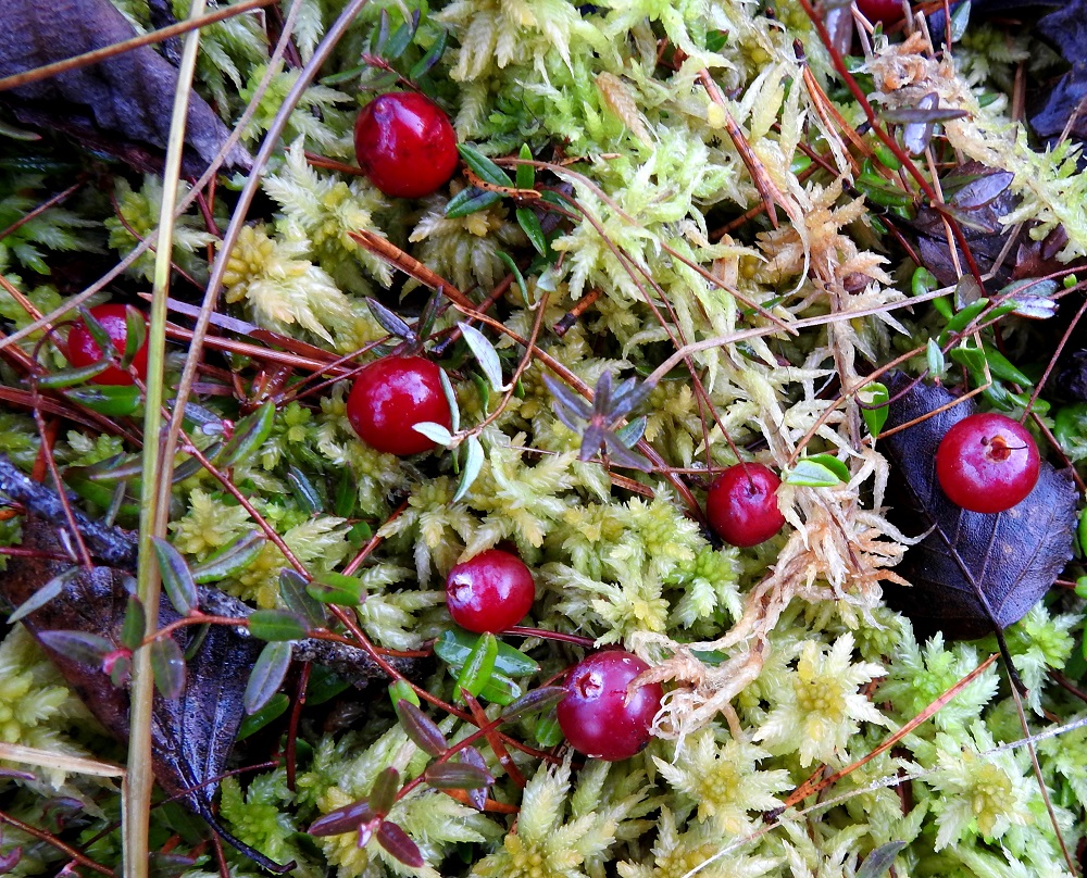 Vaccinium oxycoccos - isokarpalon hedelmä on muiden puolukan sukuun kuuluvien marjojen tavoin ns. pohjusmarja, joka kehittyy kukkapohjuksesta. Marjat kypsyvät vasta loppusyksyllä ja ovat silloin mehukkaita ja maultaan kirpeän happamia. Ne kuitenkin makeutuvat pakkasten vaikutuksesta ja ovat syömäkelpoisia seuraavaan kevääseen saakka. EH, Hämeenlinna, Luolaja, Hattelmalanjärven rantaneva lintutornin lähellä, luonnonsuojelualue, 13.11.2023. Copyright Hannu Kämäräinen.