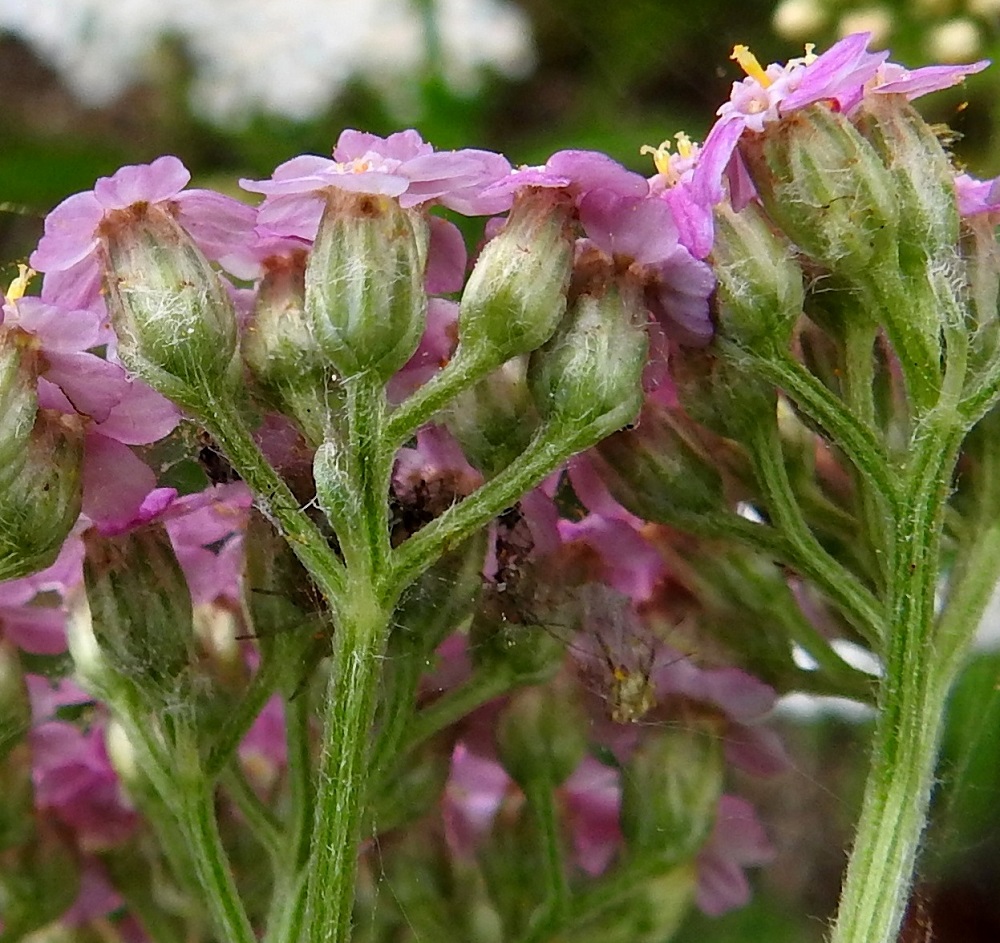 Achillea millefolium subsp. millefolium - etelänsiankärsämön kehto on 3-4 mm pitkä ja 2-3 mm leveä. Pohjansiankärsämöllä, subsp. sudetica, kehto on hieman kookkaampi, 4-5 mm pitkä ja 3 mm leveä. V, Kaarina, Tuorla, Maaseutuoppilaitos, Tuorlantien ja Tuorlan Peltotien kulmauksessa oleva ruohikkoalue, 11.7.2023. Copyright Hannu Kämäräinen.
