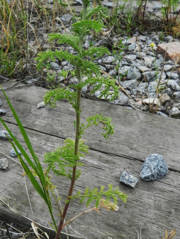 Achillea nobilis - jalokärsämön lehdet ovat varrella kierteisesti. Ne ovat vihreät tai vaaleanvihreät. Lehtilapa on tavallisesti noin 1-5 cm pitkä ja leveimmältä kohtaa noin 0,5-2 cm leveä. 19.7.2011. Copyright Hannu Kämäräinen.