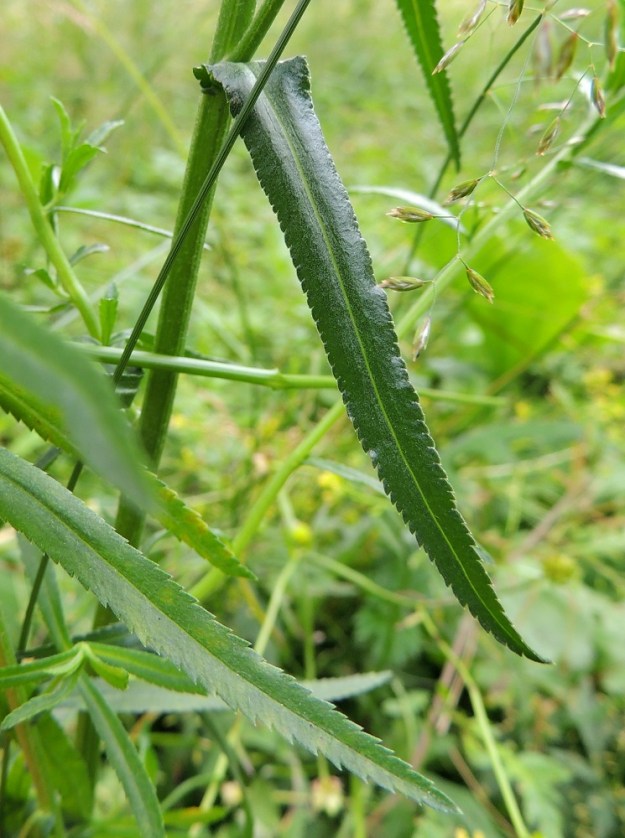 Achillea ptarmica - ojakärsämön lehti on tasasoukka tai tasasoukan suikea, suippo- ja teräväkärkinen. Se on vihreä tai harmahtavan vihreä ja tavallisesti noin 3-8 cm pitkä sekä leveimmältä kohtaa noin 0,3-0,6 cm. leveä. U, Vantaa, Rajakylä, Porvoonväylän eteläpuolen meluaidan vierusta, kävelyuran laita ojan varressa, Pyörätien pään lähellä, 8.7.2013. Copyright Hannu Kämäräinen.
