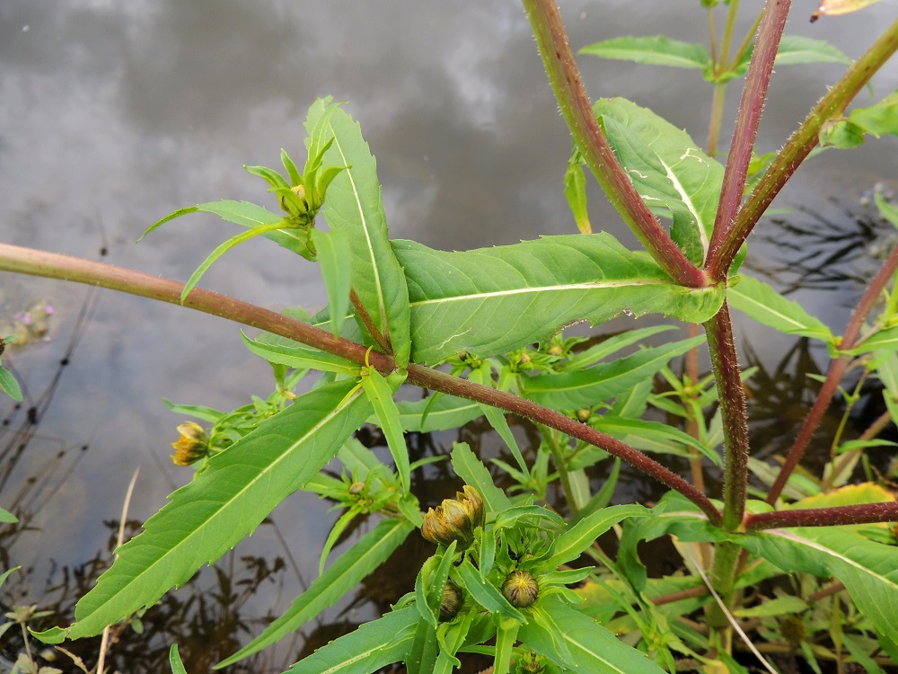 Bidens cernua - nuokkurusokin lehdet ovat vihreät tai vaaleanvihreät, ruodittomat ja sepivät. Varsi on yleensä vihreä, punaruskea tai kirjava. Se on toisinaan lähes kalju mutta usein ainakin varren ja haarojen kärkiosasta karheakarvainen. 10.8.2013. Copyright Hannu Kämäräinen.