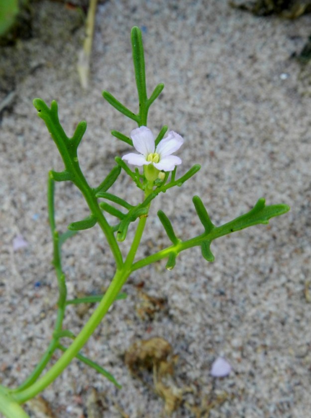Cakile maritima subsp. baltica - liuskamerisinapin varren ja haarojen ylimpien lehtien lehdyköiden ja liuskojen laita on pyöristynyt ja tavallisesti aivan ehyt. V, Kemiönsaari, Hiittisten saaristo, Örö, saaren lounaisosan läntinen merenranta kohdassa, jossa kivetty tie, Pitkä ikävä, saapuu ranta-alueelle, avoin hiekkaranta, 14.7.2012. Copyright Hannu Kämäräinen.