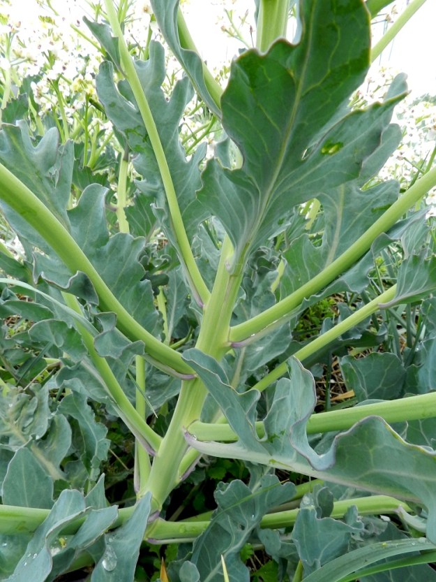 Crambe maritima - euroopanmerikaalin varsi on jykevän paksu, runsaasti haarova ja liereä sekä yleensä vaaleanvihreä. Ylemmät lehdet ovat alempien kaltaiset mutta pienemmät ja lyhytruotiset. 19.6.2012. Copyright Hannu Kämäräinen.