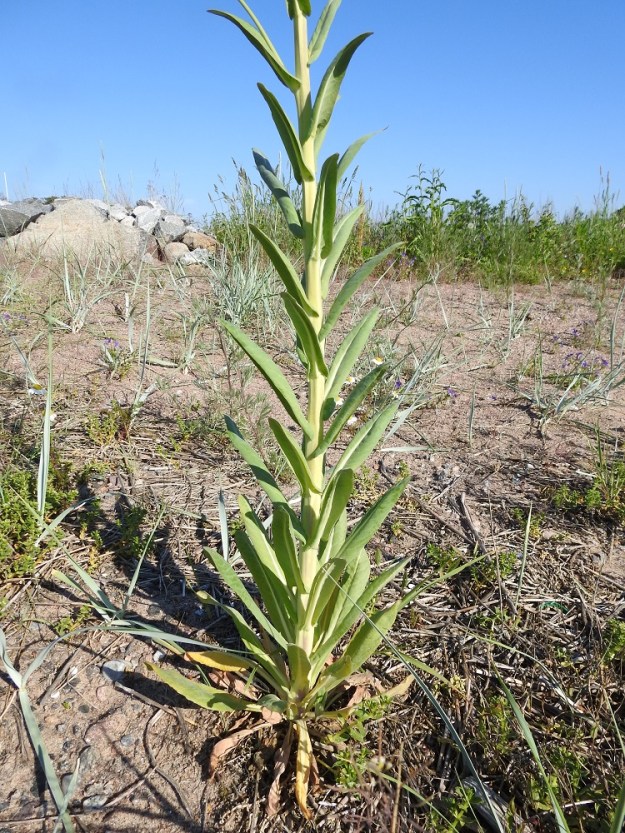 Isatis tinctoria - värimorsingon varsi on liereä ja yleensä kellanvihreä. Lehdet ovat sinivihreät ja varrella kierteisesti. Ensimmäisen kasvuvuoden ruusukelehdet ja varren tyviosan lehdet ovat suikeat tai leveänsuikeat ja ruodilliset. Ruoti on kapeammin tai leveämmin palteinen ja yleensä noin 1-5 cm pitkä. Kukintavaiheessa tyvilehdet alkavat jo lakastua. U, Hanko, niemen eteläpuolen merenranta, Kolavikenin itälaidassa olevan Stora Tallholmenin niemen hiekkakannaksen länsiranta, 11.6.2021. Copyright Hannu Kämäräinen.