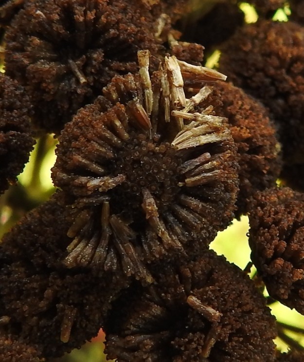 Tanacetum vulgare - (rohto)pietaryrtin hedelmä on liereähkö, viisiharjuinen ja vaalea tai ruskehtava pohjuspähkylä, joka on noin 1,2-1,8 mm pitkä ja noin 0,4-0,6 mm leveä. EH, Hämeenlinna, Loimalahti, Sampo, Metsäkukantien eteläpäästä kohti Loimalahtea lähtevän peltotieuran laide, 29.8.2022. Copyright Hannu Kämäräinen.