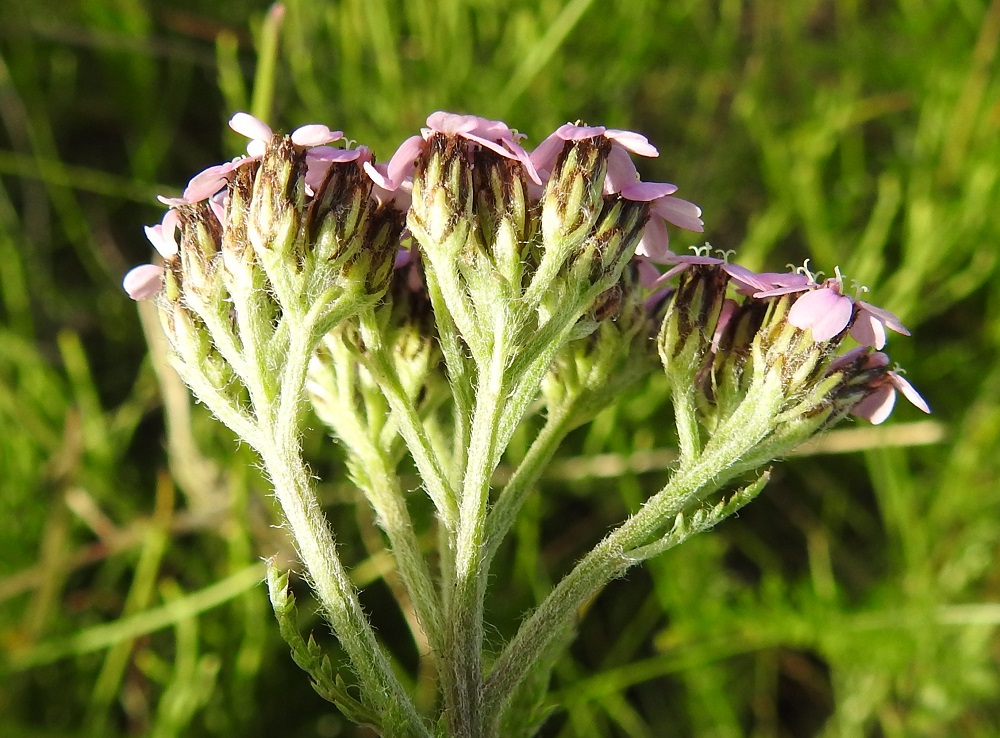 Achillea millefolium subsp. sudetica - pohjansiankärsämön koko mykerökehto on noin 4-5 mm pitkä ja noin 2,5-3 mm leveä. Etelänsiankärsämöllä se on noin 3-4 mm pitkä ja noin 2-3 mm leveä. 10.7.2018. Copyright Hannu Kämäräinen.