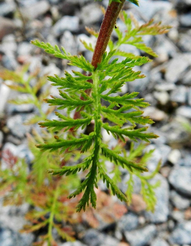 Achillea nobilis - jalokärsämön lehtilapa on karvainen ja ulkokehältään soikeahko sekä kahdesta kolmeen kertaa pariliuskainen. Pääliuskapareja on enintään kymmenen. Niiden välissä on lehtirangassa aivan pieniä, hammasmaisia lisäliuskoja. Uloimmat liuskat ovat lähinnä kapeansuikeat, lähes tasasoukat tai hammasmaiset ja suipon teräväkärkiset sekä otapäiset. Ne ovat useimmiten noin 0,5-3 mm pitkät. Varsi on tanakka, liereä ja harjuinen. Se on vihreä- tai punaruskeasävyinen ja yleensä tiheästi pehmeäkarvainen. 19.7.2011. Copyright Hannu Kämäräinen.