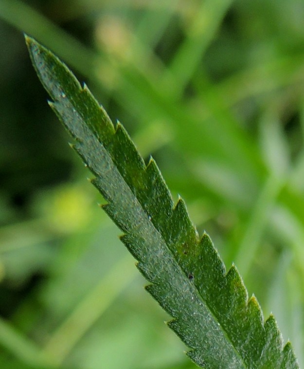 Achillea ptarmica - ojakärsämön lehtilaita on tiheästi matala- ja terävähampainen. Hampaat ovat laidoiltaan toistamiseen hyvin pienihampaiset. Toissahaisuuden kunnolliseen havaitsemiseen vaaditaan noin 50-kertaista suurennosta. Lehti on niukka-, pitkä- ja suorahkokarvainen tai kalju sekä pinnaltaan kuoppapisteetön tai kärjestään harvapisteinen. U, Vantaa, Rajakylä, Porvoonväylän eteläpuolen meluaidan vierusta, kävelyuran laita ojan varressa, Pyörätien pään lähellä, 8.7.2013. Copyright Hannu Kämäräinen.