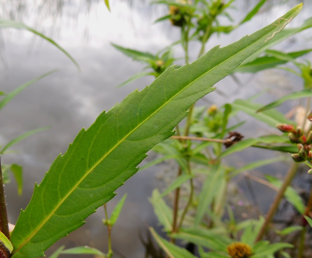 Bidens cernua - nuokkurusokin lehtilapa on suikea, pitkän suippokärkinen ja usein kiilatyvinen. Se on tavallisesti noin 3-13 cm pitkä sekä leveimmältä kohtaa noin 0,5-2,5 cm leveä. 10.8.2013. Copyright Hannu Kämäräinen.