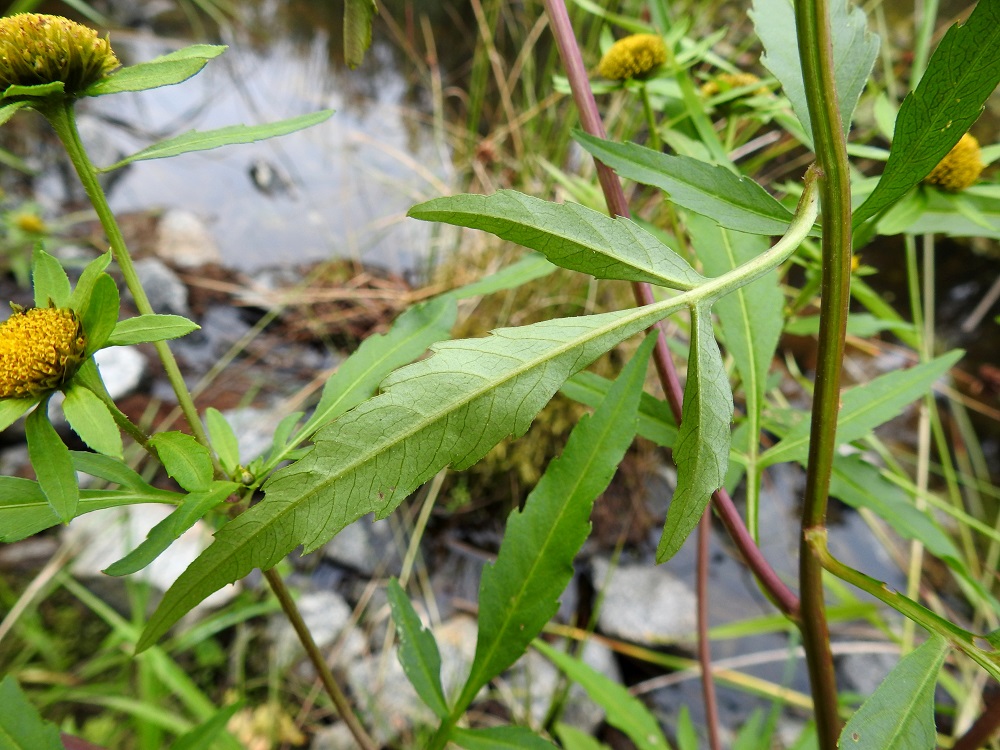 Bidens radiata - säderusokin lehdet ovat ruodilliset ja vaalean- tai kellanvihreät. Ruoti on yleensä noin 1-3 cm pitkä ja kapeapalteinen. 16.8.2021. Copyright Hannu Kämäräinen.
