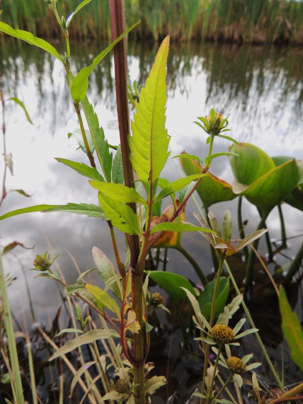Bidens tripartita - tummarusokin varsi on tanakka ja liereä sekä yleensä vihreän ja punaruskean kirjava tai lähes kokonaan punaruskea. Lehdet ovat ruodilliset. Ruoti on palteinen ja yleensä noin 0,5-2 cm pitkä. Lavan kärkilehdykkä tai -liuska on suippokärkinen, isohampainen ja useimmiten noin 2-5 cm pitkä ja leveimmältä kohtaa noin 1-3 cm leveä. Tyvilehdykät tai -liuskat ovat kapeanpuikeat tai suikeahkot ja yleensä noin 1-3 cm pitkät sekä noin 0,3-1 cm leveät. Kuva tarjoaa tilaisuuden vertailla tummarusokin ja oikeassa alalaidassa olevan säderusokin mykeröiden ulkomuotoa. Muina seuralaisina ovat katkeratatar, Persicaria hydropiper ja (suo)vehka, Calla palustris. U, Helsinki, Toukola, Arabianranta, Toukolan rantapuisto, Vantaanjoen suualueelle tehdystä lammikosta mereen laskevan uoman ranta, 10.8.2013. Copyright Hannu Kämäräinen.