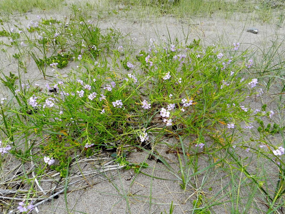 Cakile maritima subsp. baltica - liuskamerisinappi on yksivuotisuudestaan huolimatta pitkäjuurinen hiekansitojakasvi, joka on usein ensimmäisiä tulijoita avoimille hiekkarannoille. V, Kemiönsaari, Hiittisten saaristo, Örö, saaren pohjoisosan läntinen merenranta, avoin hiekkaranta-alue, 14.7.2012. Copyright Hannu Kämäräinen.