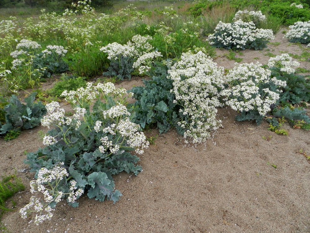 Crambe maritima - euroopanmerikaali kasvaa hiekkaisilla, soraisilla ja kivikkoisilla merenrannoilla. Äkkiä katsoen silkka hiekka on kookkaalle ja rehevälle kasville liian karu kasvupaikka. Pitkälle haarovat juuret tavoittavat kuitenkin hiekkaan hautautunutta leväryönää, hajoavia kasvinosia ja simpukankuoren kappaleita, jotka luovuttavat kasvuun tarvittavia ravinteita. 19.6.2012. Copyright Hannu Kämäräinen.