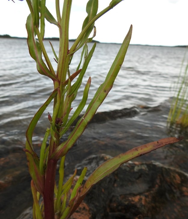 Galatella tripolium - meriasterin tyviosan yläpuoliset varsilehdet ovat tasasoukan suikeat ja ruodittomat tai tyveltään hieman sepivät. Lapa on möyheä, ehyt- tai nirhalaitainen ja suippo- mutta tylppäpäinen. Se on vihreä tai ainakin osittain punaruskea ja kalju tai toisinaan lyhytkarvainen. Pituutta sillä on useimmiten noin 4-10 cm ja leveyttä leveimmältä kohtaa noin 2-6 mm. Varsi on tanakka, turpea, harjuinen ja kalju sekä vihreä tai vaihtelevasti punaruskea. A, Vårdö, Sandöstä kohti Simskälaa vievän pengertien päätepiste, Vattungs revet, kallioisen saaren itäranta, 13.7.2017. Copyright Hannu Kämäräinen.