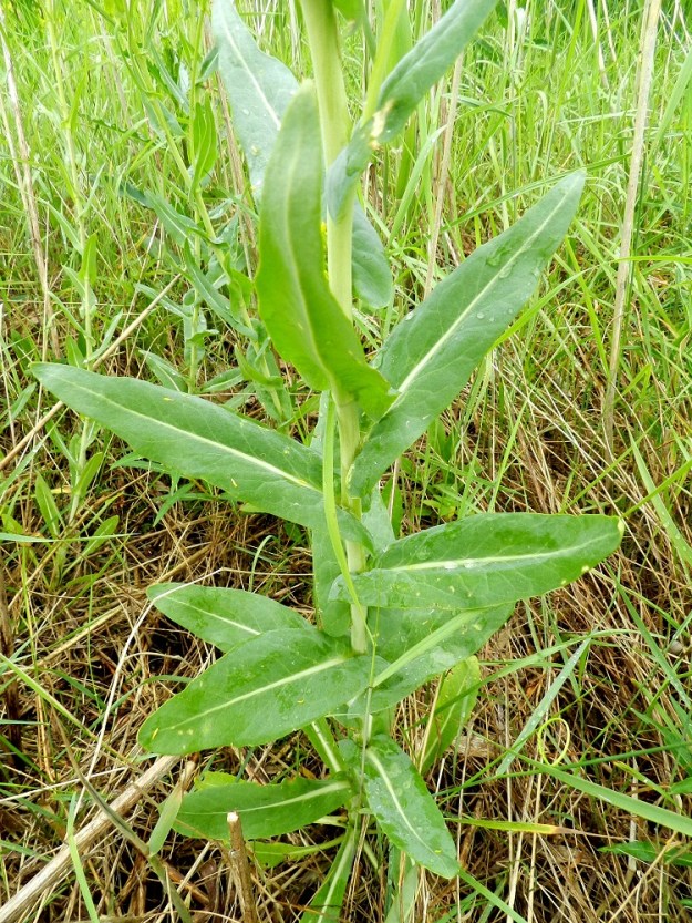 Isatis tinctoria - värimorsingon lehdet ovat varren tyviosaa lukuun ottamatta ruodittomat, sepivät ja nuolityviset. Lapa on alempana pitkulainen tai kapean vastapuikea ja ylempänä suikeahko vaikkakin leveätyvinen. Alempien lehtien kärki on tylppä tai pyöreä ja laita matalahampainen, nirhainen tai ehyt. Ylemmät lehdet ovat suippokärkiset ja ehytlaitaiset. Lehtilapa on tavallisesti noin 3-13 cm pitkä ja leveimmältä kohtaa noin 0,7-4 cm leveä. U, Hanko, Täktom, Långören, niemeen johtava kapea hiekkakannas, Anklarensbukten-merenlahden ranta, 19.6.2012. Copyright Hannu Kämäräinen.