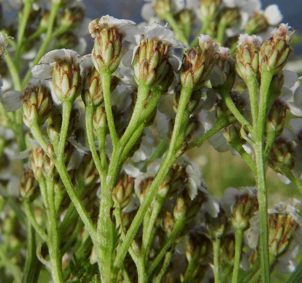 Achillea millefolium subsp. millefolium - etelänsiankärsämön kukintomykerön alimman kerroksen muodostavat pienet, kapeat ylälehdet eli kehtosuomut, jotka ovat useimmiten kolmena tiiviinä, lomittaisena rivinä. Suomut ovat eripituiset, lähinnä kapeansoikeat tai -puikeat ja vihreät sekä kalvolaitaiset. Laitakalvon väri vaihtelee useimmiten lähes valkoisesta (edellinen kuva) vihertävään ja vaaleanruskeaan. Kehtosuomut ovat vaaleakarvaiset tai kaljuhkot ja tavallisesti noin 2-4 mm pitkät ja leveimmältä kohtaa noin 1-1,2 mm leveät. Sisemmät suomut ovat ulompia pitemmät. Pohjansiankärsämön kehtosuomujen laitakalvot ovat tumman- tai mustanruskeat. EH, Hämeenlinna, Kankaantausta, Turun Valtatien (tie 10) varsi, Vanajaveden ylittävän sillan penger, 9.8.2012. Copyright Hannu Kämäräinen.