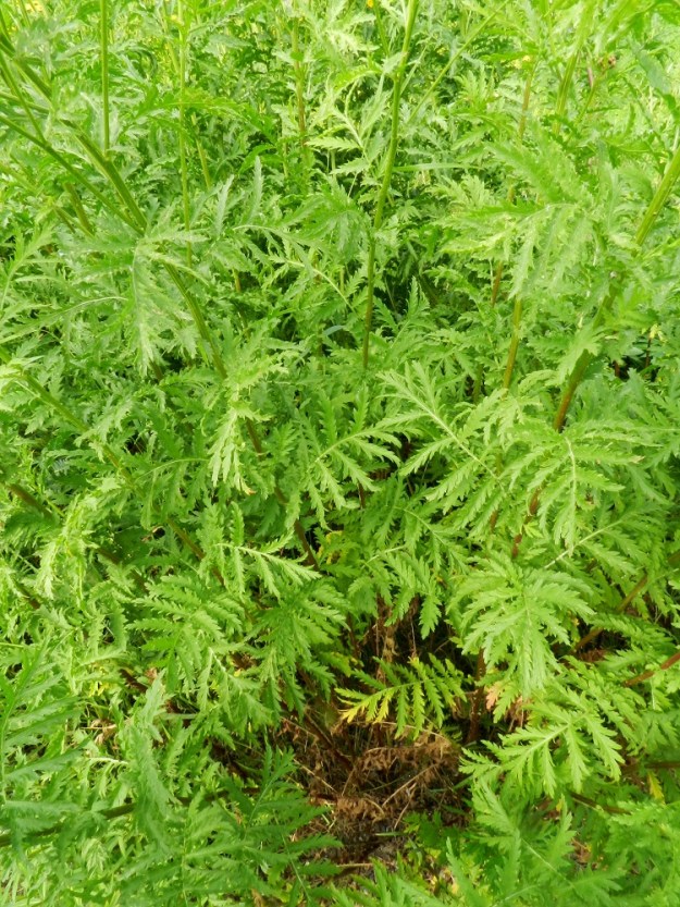 Tanacetum vulgare - (rohto)pietaryrtin lehdet ovat vihreät tai tummanvihreät ja varrella kierteisesti. Lehtilapa on ulkokehältään lähinnä soikea ja pariosainen. EH, Hämeenlinna, Pullerinmäki, Mäkelän teollisuusalue, Pietiläntien rakennusten välinen joutomaa-alue, 21.7.2012. Copyright Hannu Kämäräinen.