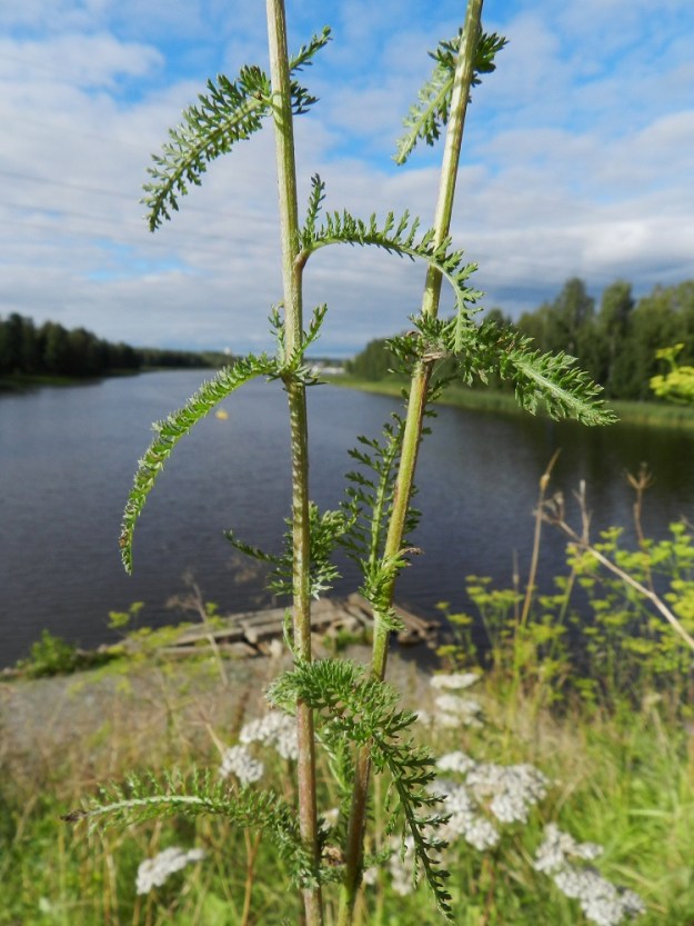 Achillea millefolium subsp. millefolium - etelänsiankärsämön varsi on liereä mutta harjuinen. Se on vihreä tai tyviosastaan punaruskea ja vaihtelevasti pehmeäkarvainen. Lehdet ovat varrella kierteisesti. Ne ovat tyveä ja tyviosaa lukuun ottamatta ruodittomat. Lapa on kahdesta kolmeen kertaa pariliuskainen. Siinä on pääliuskapareja yleensä yli 15. EH, Hämeenlinna, Kankaantausta, Turun Valtatien (tie 10) varsi, Vanajaveden ylittävän sillan penger, 9.8.2012. Copyright Hannu Kämäräinen.