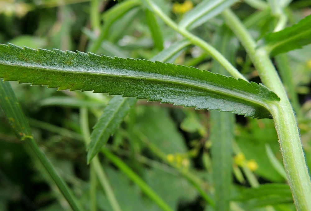 Achillea ptarmica - ojakärsämön lehdet ovat ruodittomat ja tyvestään leveästi kiinnittyneet. Lavan keskisuoni on vahva ja alapinnalla selvästi koholla. U, Vantaa, Rajakylä, Porvoonväylän eteläpuolen meluaidan vierusta, kävelyuran laita ojan varressa, Pyörätien pään lähellä, 8.7.2013. Copyright Hannu Kämäräinen.