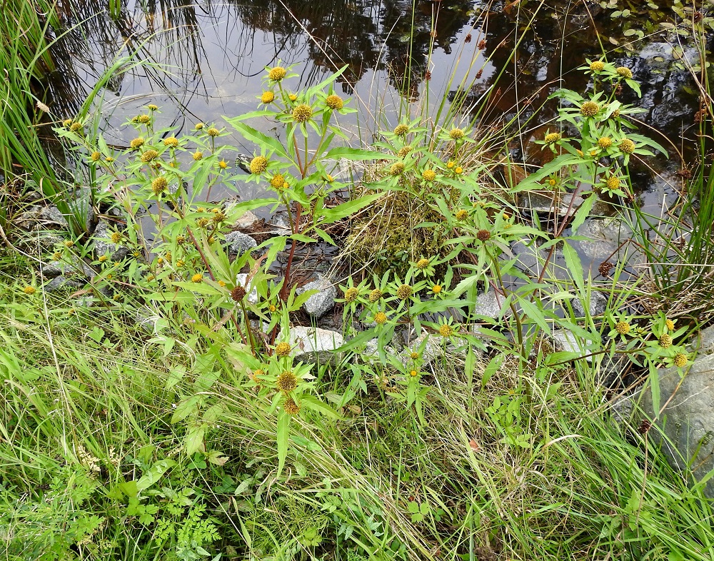 Bidens radiata - säderusokki on Suomessa alkuperäinen laji. Se on paikoin yleinen Etelä- ja Länsi-Suomessa harvinaistuen pohjoiseen ja koilliseen päin. Vakinaisen esiintymisalueen raja kulkee Perä-Pohjanmaan, Oulun Pohjanmaan ja Kainuun eliömaakunnissa. Kasvupaikkoina ovat lähinnä rannat, ojat, lammikot ja muut kosteikot, joutomaat, asutut alueet liepeineen sekä teiden ja muiden kulku-urien pientareet. Useimmiten kasvupaikat ovat märkiä, kosteita tai kausikosteita. 16.8.2021. Copyright Hannu Kämäräinen.