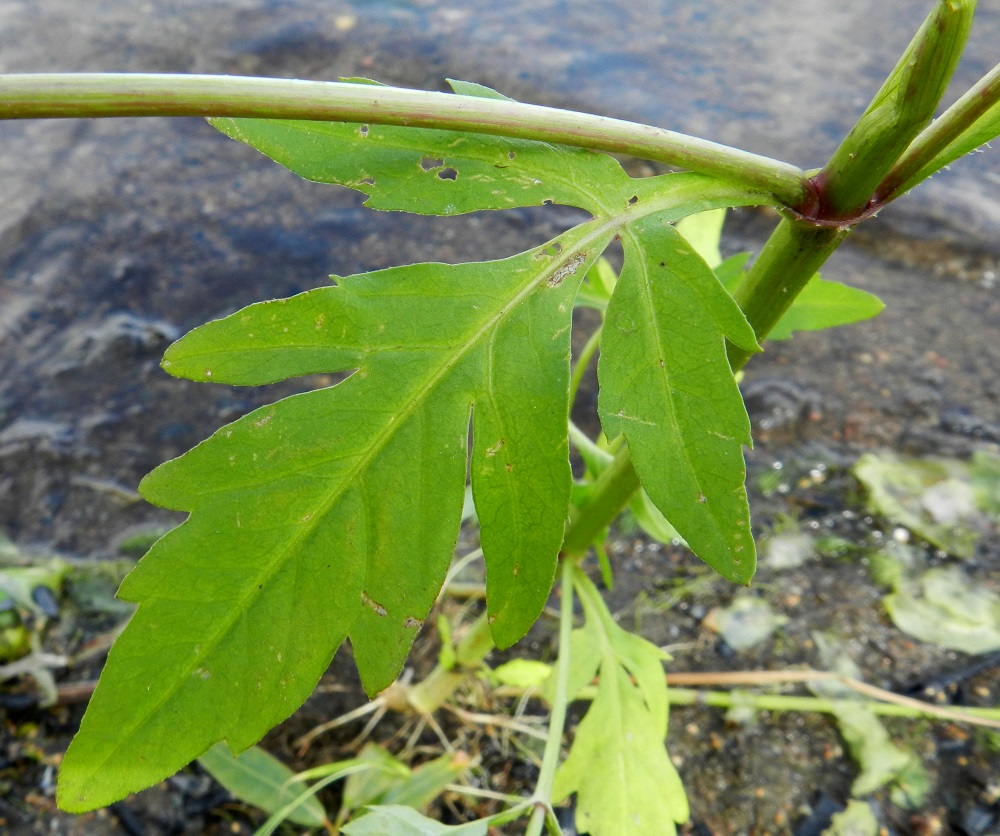 Bidens tripartita - tummarusokin lehtilapa on vihreä tai tummanvihreä ja kokonaisuudessaan tavallisesti noin 2,5-7 cm pitkä sekä leveimmältä kohtaa noin 1,5-5 cm leveä. Lajin tieteellinen nimi viittaa lehtilavan kolmijakoisuuteen, mutta todellisuudessa vaihteluväli on laaja alkaen tyviliuskojen suuremmasta lukumäärästä ja päätyen erityisesti varren sivuhaarojen toisinaan ehyisiinkin lehtiin. EH, Hämeenlinna, Katinen, Katumajärven länsiranta, rantakosteikko uimarannan pohjoispuolella, 11.8.2012. Copyright Hannu Kämäräinen.