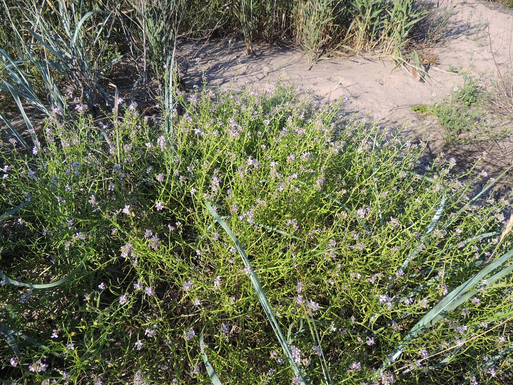 Cakile maritima subsp. baltica - liuskamerisinapin kasvustot voivat toisinaan olla hyvin tiheää, toisiinsa kietoutuneiden varsien ja haarojen vyyhteä, josta on lähes mahdoton löytää yksilörajoja. Liuskamerisinappi on Suomessa alkuperäinen. Se on kohtalaisesti esiintyvä, harvinaisehko tai harvinainen Ahvenanmaalta ja Lounais-Suomen saaristosta pitkin Suomenlahden rannikkoa Etelä-Karjalan eliömaakuntaan saakka sekä Pohjanlahden rannikolla Oulun Pohjanmaalle saakka. Kasvupaikkoina ovat lähinnä merenrantahietikot ja rannan rakkohauru- ym. kasvijätekasaumat. U, Hanko, Täktom, Långören, niemeen johtava kapea hiekkakannas, Kattrumpan-merenlahden ranta, 3.8.2013. Copyright Hannu Kämäräinen.